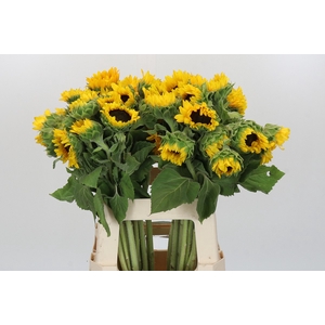 Helianthus Orange Fire
