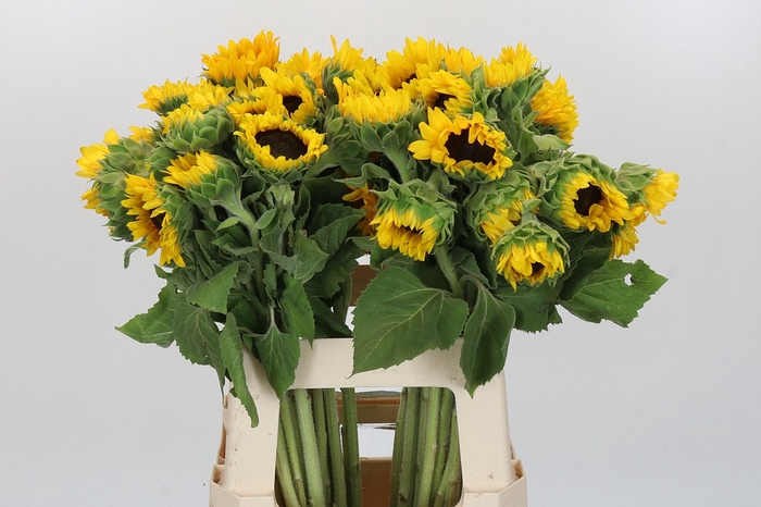 Helianthus Orange Fire