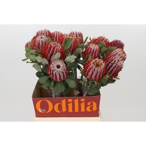 Banksia Coccinea