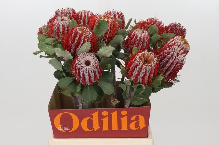 <h4>Banksia Coccinea</h4>