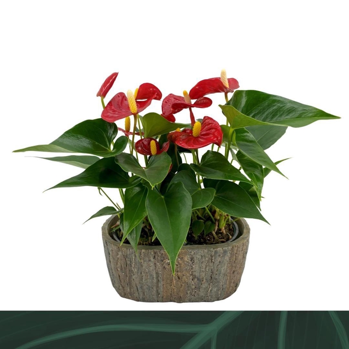 <h4>Anthurium Aristo steen ovaal</h4>