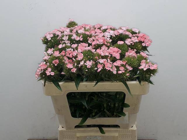 <h4>DI BARB BAR PINK</h4>