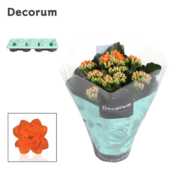 <h4>Kalanchoe Decorum - Orange</h4>