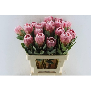 PROTEA CARNIVAL