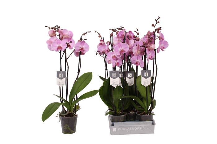 <h4>Phalaenopsis Elion, 3-spike 22+</h4>