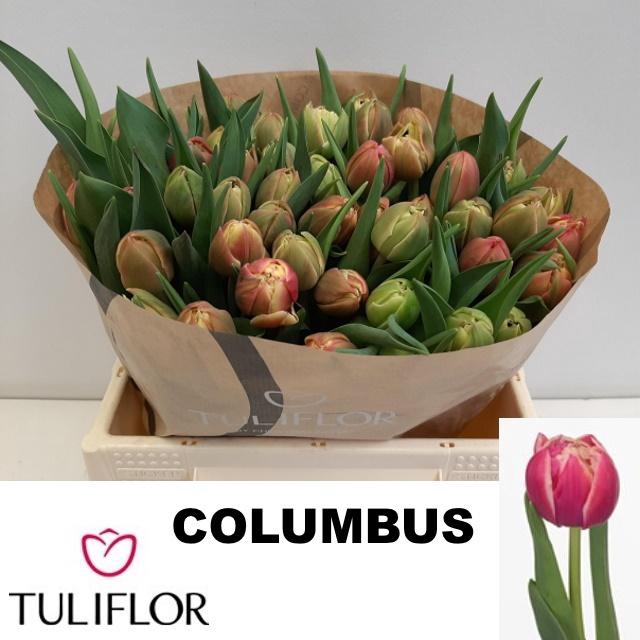 <h4>TU DU COLUMBUS</h4>