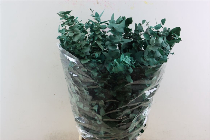 <h4>Pres Euca Stuartiana Tourquoise Bunch</h4>
