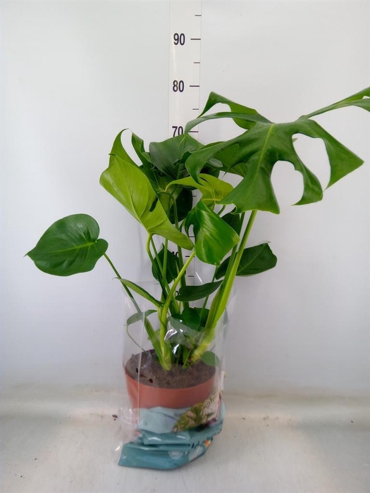 <h4>Monstera delic.</h4>