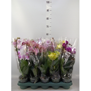 Phalaenopsis multi.   ...mix  5