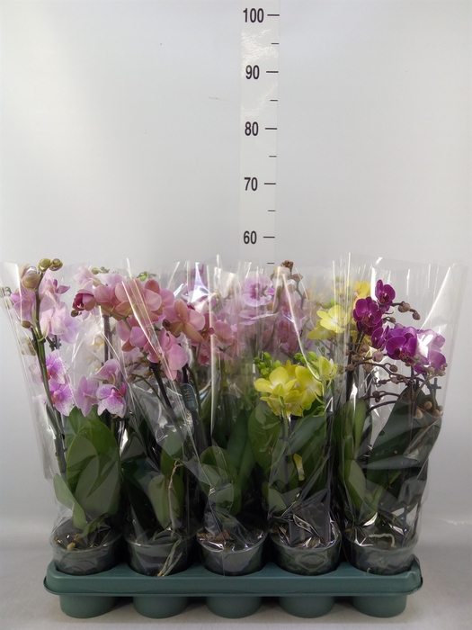<h4>Phalaenopsis multi.   ...mix  5</h4>