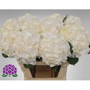 HYDR M CH WHI VERENA