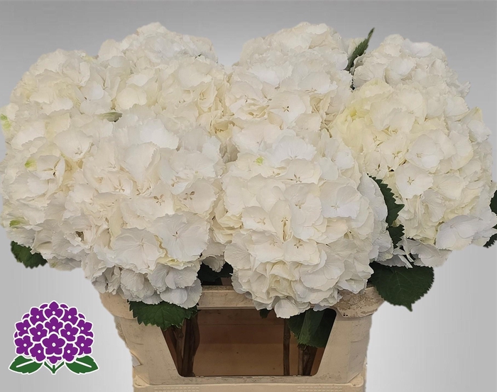 <h4>HYDR M CH WHI VERENA</h4>