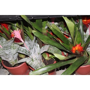 COQUETEL BROMELIA P24