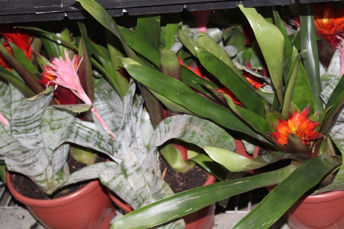 <h4>COQUETEL BROMELIA P24</h4>