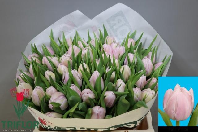 <h4>TU DU FAIR PRICE</h4>