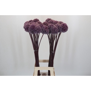Allium  'Summer Drummer'
