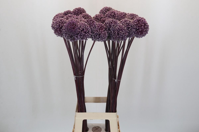 <h4>Allium  'Summer Drummer'</h4>