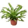 Asplenium nidus Crissie