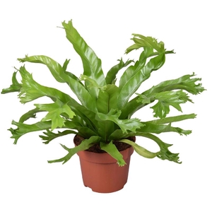 Asplenium nidus Crissie