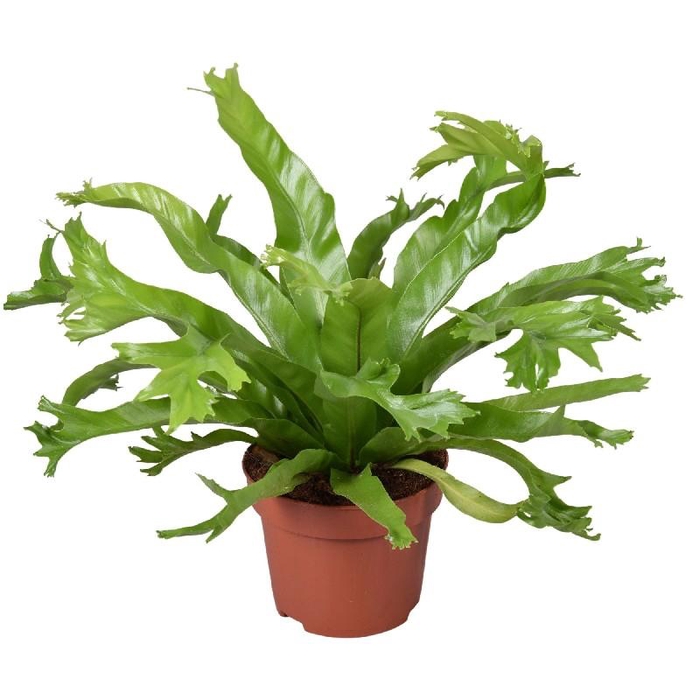 Asplenium nidus Crissie
