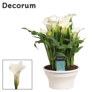 Zantedeschia Wit in ton-sur-ton Schaal Ariel (Decorum)