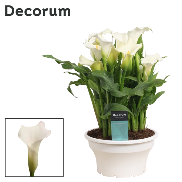 <h4>Zantedeschia Wit in ton-sur-ton Schaal Ariel (Decorum)</h4>