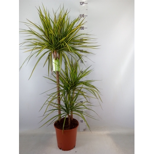 Dracaena marg. 'Golden Dragon'