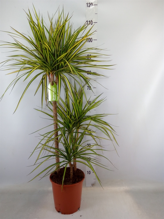 <h4>Dracaena marg. 'Golden Dragon'</h4>