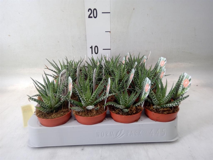 <h4>Haworthia fasciata 'Big Band'</h4>