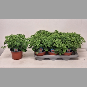 SEDUM HERBSTFREUDE