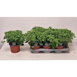 SEDUM HERBSTFREUDE