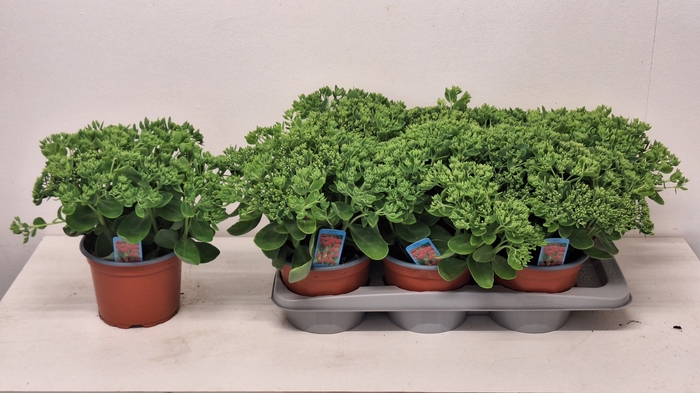 <h4>SEDUM HERBSTFREUDE</h4>