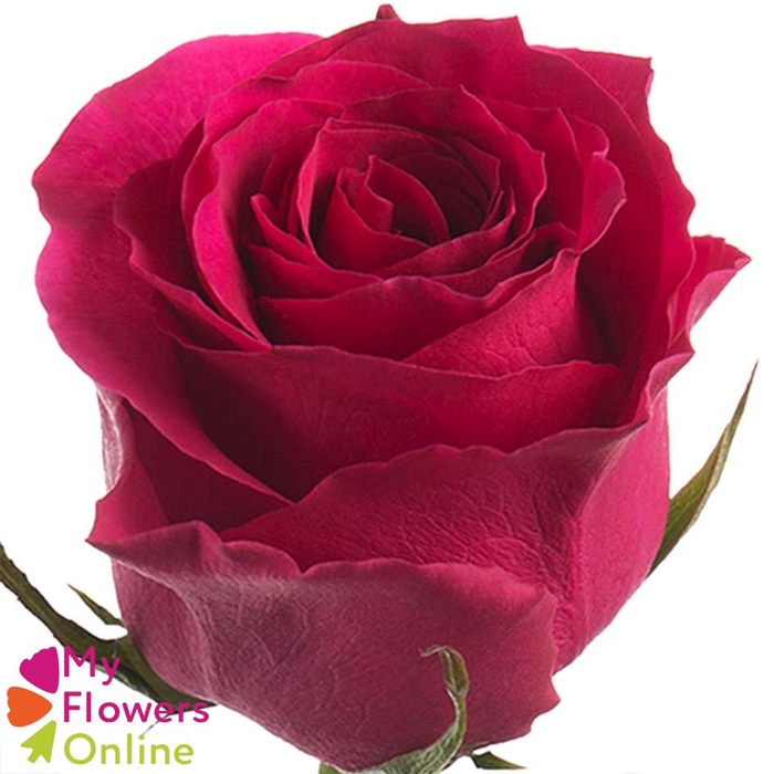R Gr Hotspot Hot Pink 60cm EC