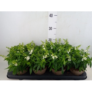 Angelonia  'Serena White'