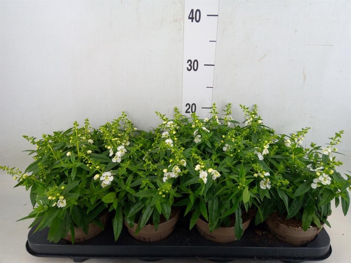 <h4>Angelonia  'Serena White'</h4>