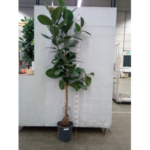 Ficus elastica 'Robusta'