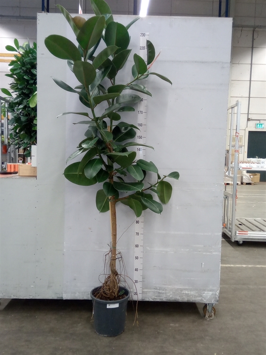 <h4>Ficus elastica 'Robusta'</h4>