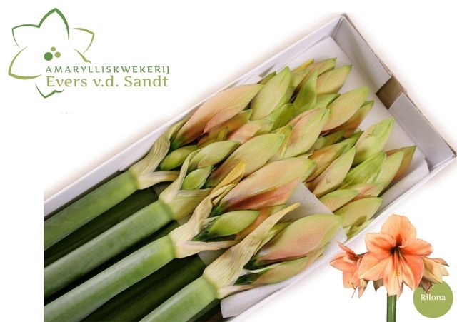 <h4>Hippeastrum Rilona</h4>