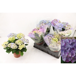 HYDR M SWEET CAMPINO