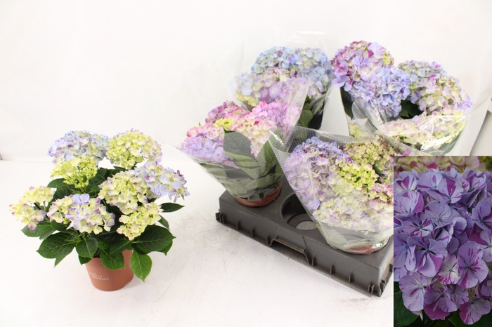 <h4>HYDR M SWEET CAMPINO</h4>