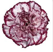 <h4>Di St Perfect</h4>