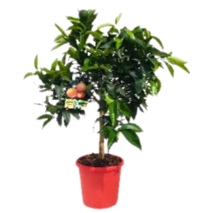 <h4>Citrus reticulata 'Clementine'</h4>