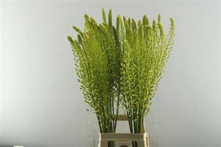 <h4>Eremurus Sh Yell Sun</h4>