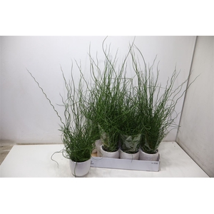 Arr Juncus Ef Spiraliarr In Wit Keramiek