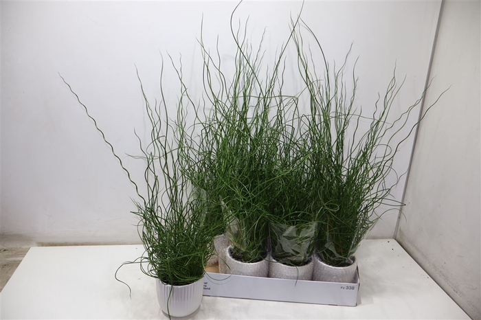 <h4>Arr Juncus Ef Spiraliarr In Wit Keramiek</h4>
