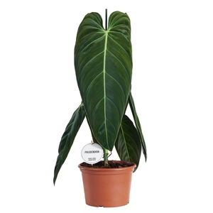 Philodendron melanochrysum
