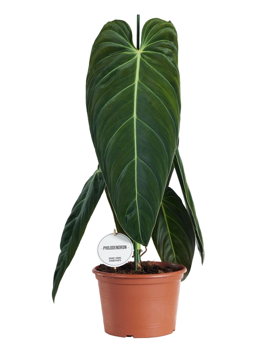 <h4>Philodendron melanochrysum</h4>