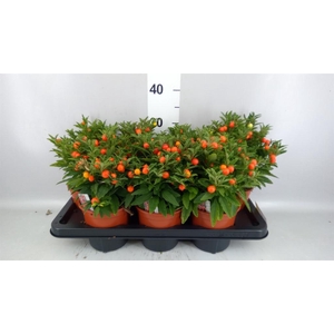 SOLANUM 'MEGABALL'