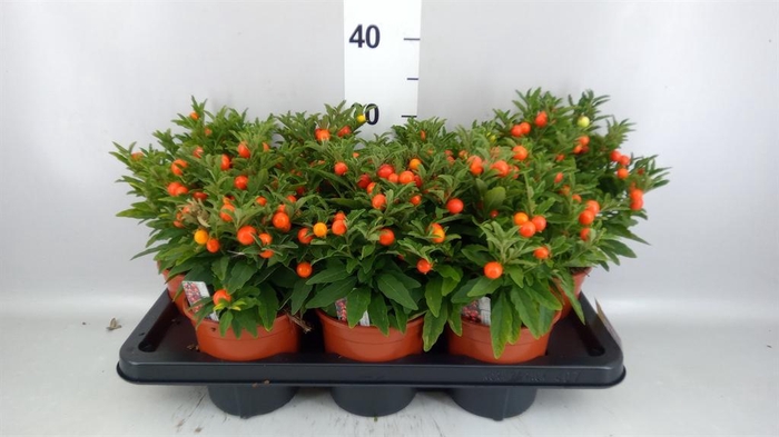 <h4>SOLANUM 'MEGABALL'</h4>