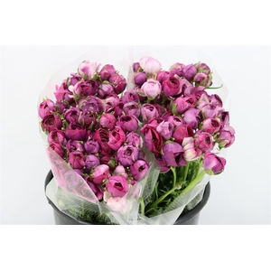 Ran Amandine Purple Jean